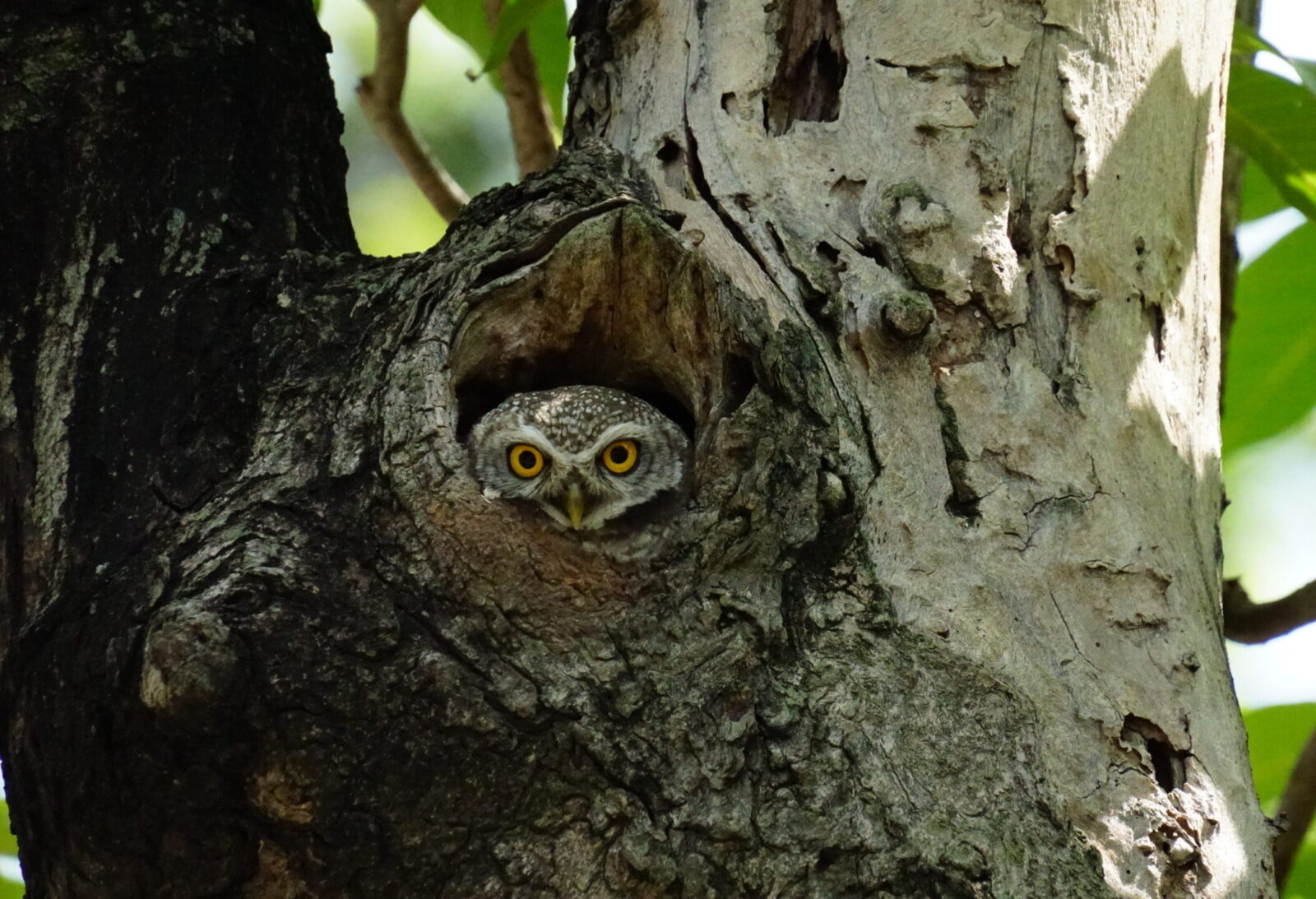 ✨ Bird Walk: A City Escape with Wings ✨